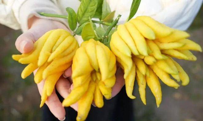 “电商钥”打开“共富锁”CQ9电子版入口北山口村(图2)